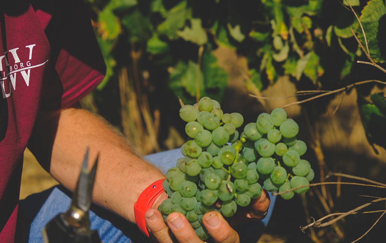 folgorosa-harvest-experience-grape-detail