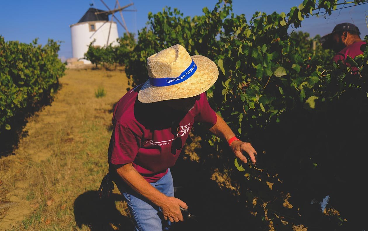 folgorosa-harvest-experience-picking-grapes-searching